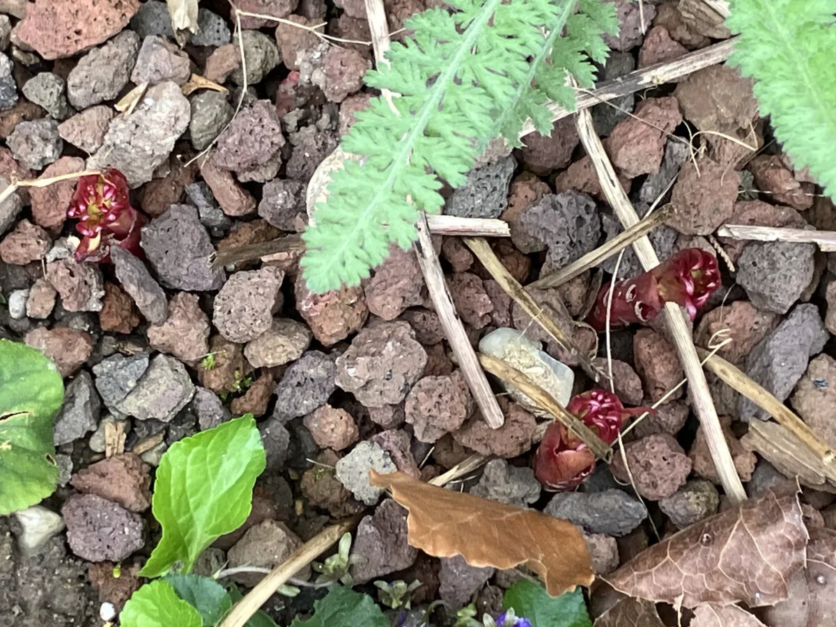 Aber die Pfingstrosen werden blühen