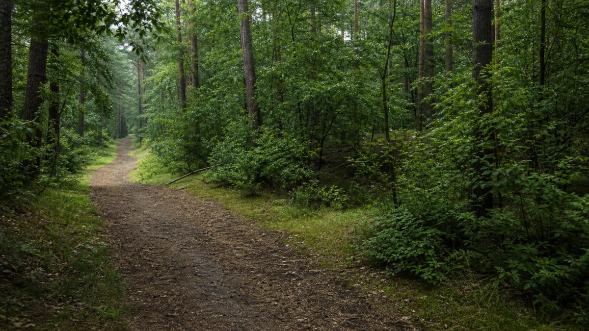 Menschenleerer Waldweg mit dichtem Unterholz als Symbolbild zum Tod von Kirsten Heisig