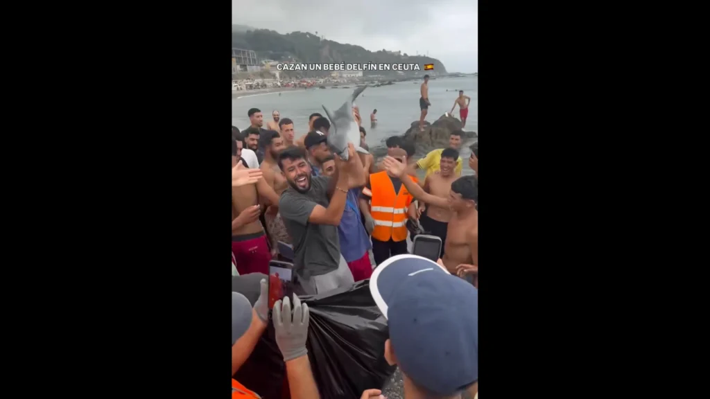 Schockvideo: Migranten fangen Baby-Delphin am Strand von Ceuta