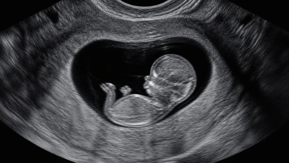 Ultraschallbild eines Embryos